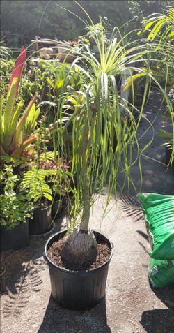 Pony Tail Palm 5' Mature Specimen
