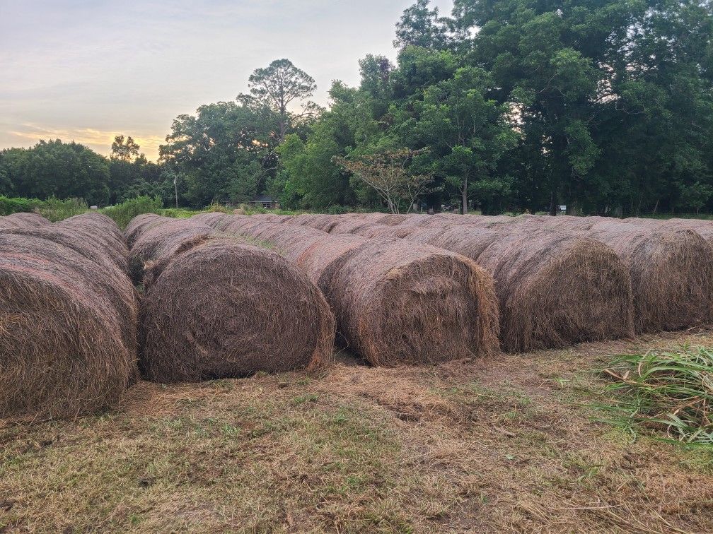 Last Years Hay Blowout 4x5 Bahia Round Bales