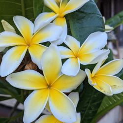 Pink & Yellow Plumeria Cuttings