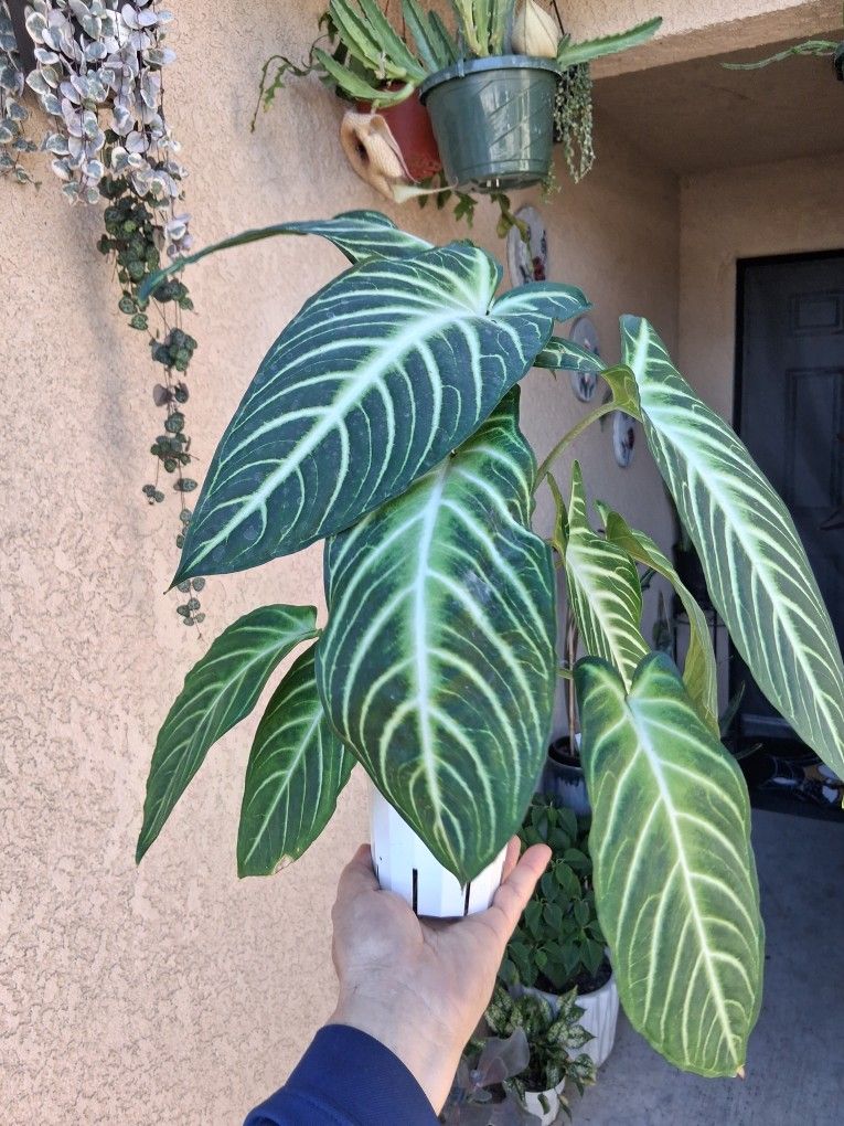 Xanthosoma Lindenii Plant $25