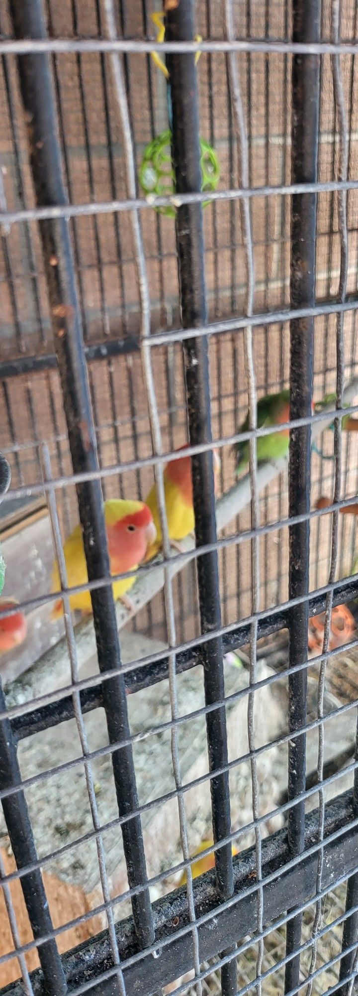 Jaulas De Venta