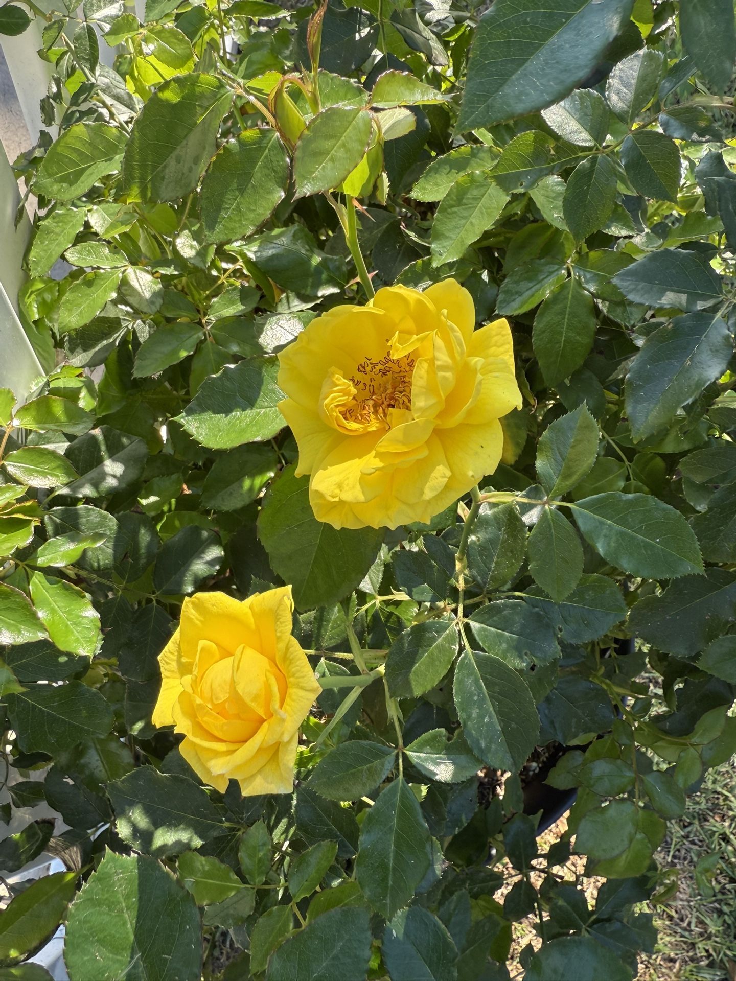 Large Shrub Rose With Yellow Flowers