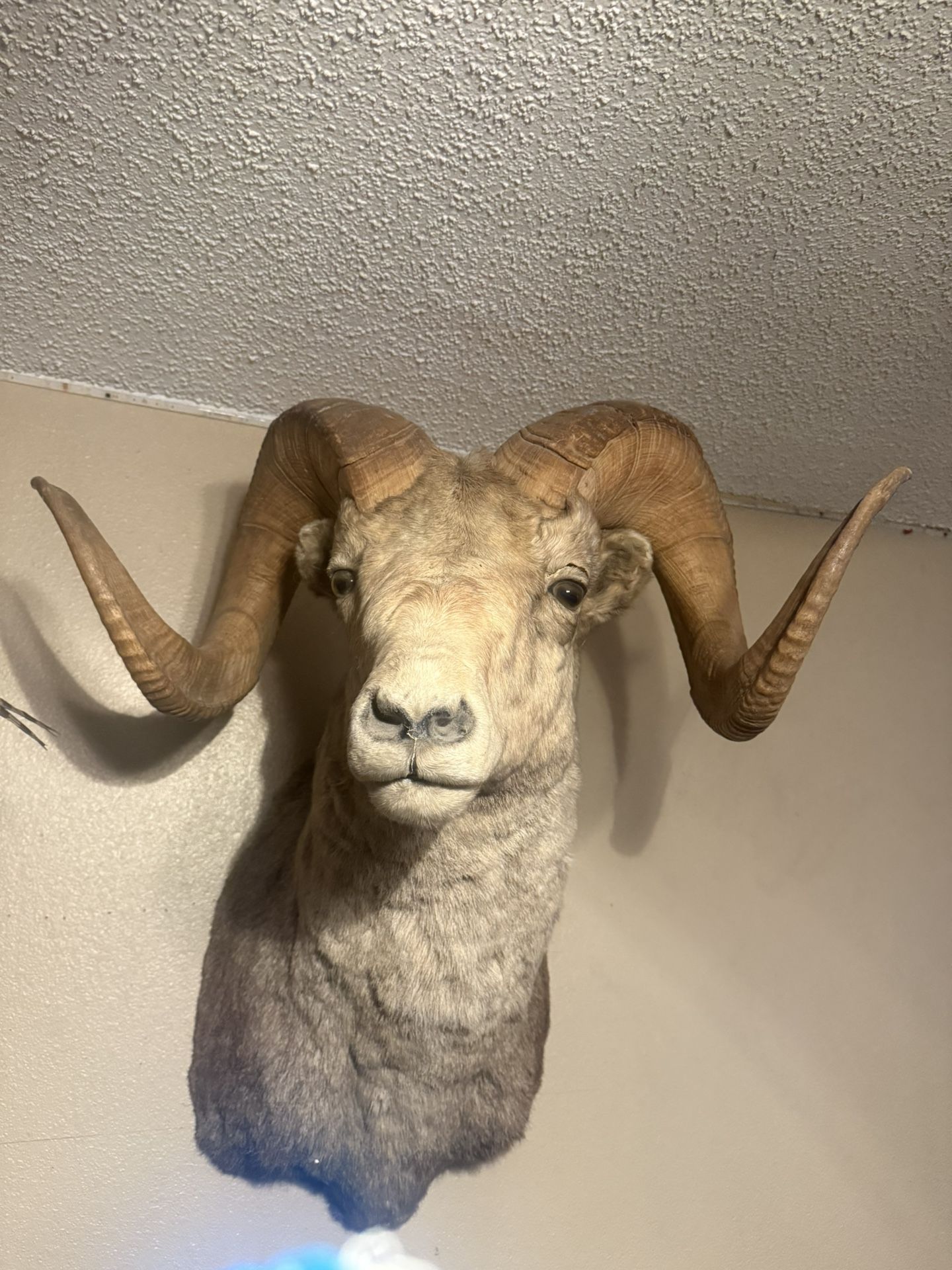 Taxidermy Bighorn Sheep
