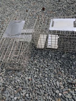 Squirrel traps