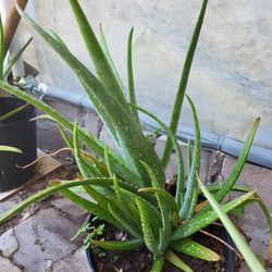 Aloe Vera Plant