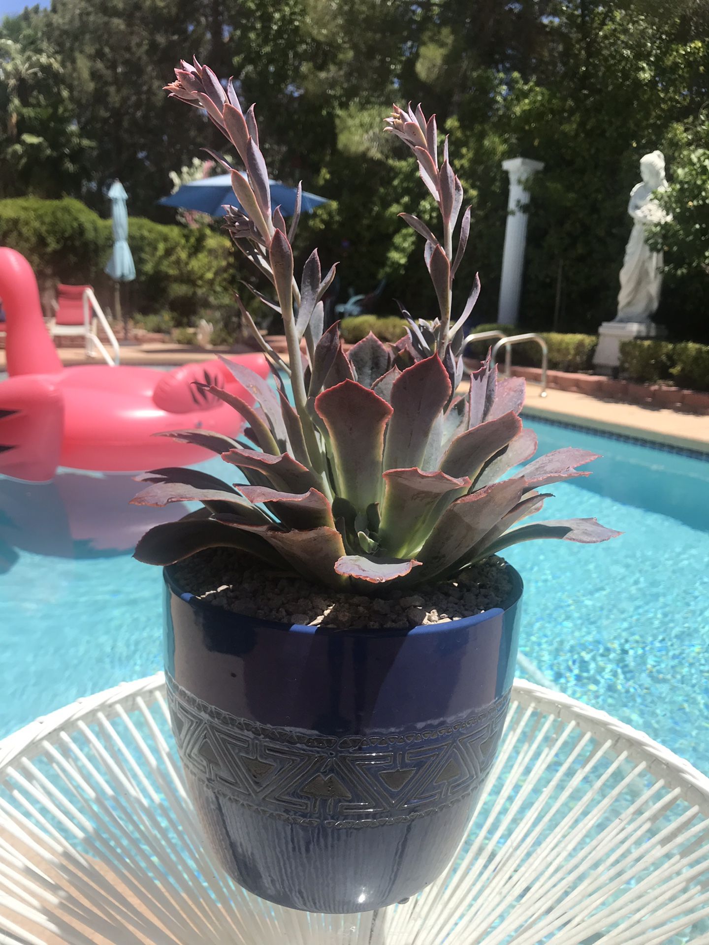 Ready to bloom succulents in glazed pot