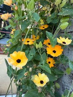 Black Eyed Susan Vine Alata