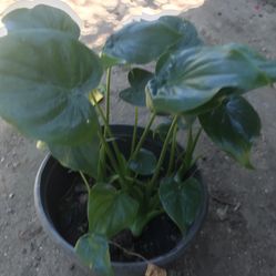 Philodendron Plant