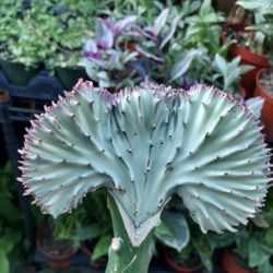 SUNDAY AND MONDAY PLANT SALE IN SAN LORENZO