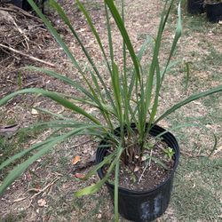 Lemon Grass - Te De Limón Plant 🪴 