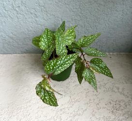 Begonia plant