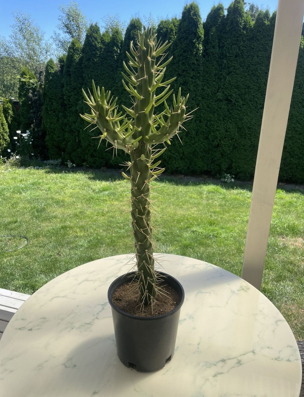 Consolea  'Slim Spiny' Cactus, Live Plant (Outdoor & Indoor Live Plant)