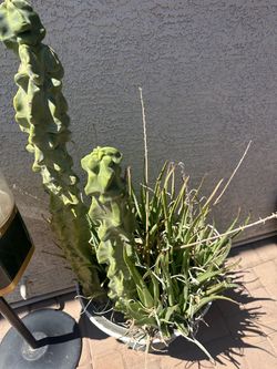 Large Potted Aloe & Cactus/Succulent Arrangement
