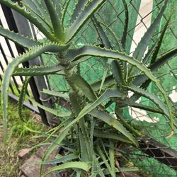 Big Aloe Plant 