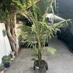 Large Palm Tree