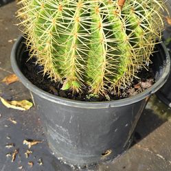 Golden barrel cactus 3 gallon