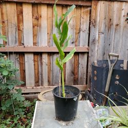 Ginger with White Fragrant Flowers