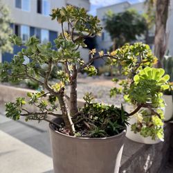 Large Jade And Aeonium