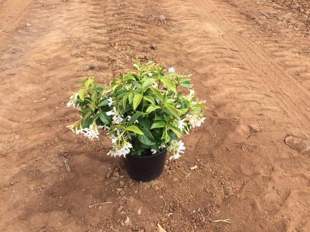 πͺ΄πΈ Jasmine Bush plant πΈπͺ΄5gal $20