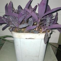 Purple Queen Plants 