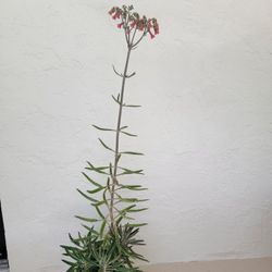 Mother Of Thousand Plant 