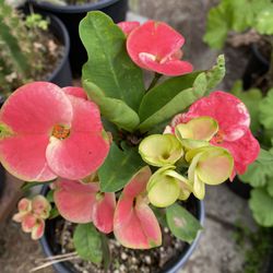 Euphorbia Crown Of Thorns Plant, Jumbo Flowers In 1 Gallon Pot Pick Up Only