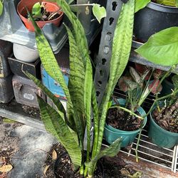 Collective Multi Benefits House Live Snake Plant Low Maintenance Available