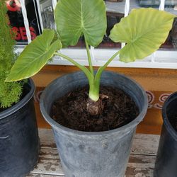 Elephant Ear Plant / Planter 