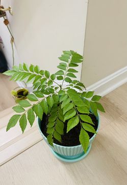 3+ Years Old Curry Leaves Plant