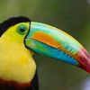 Toucan