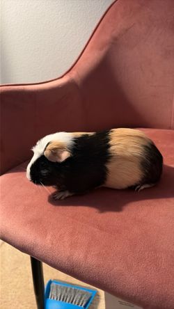 Female Guinea Pig