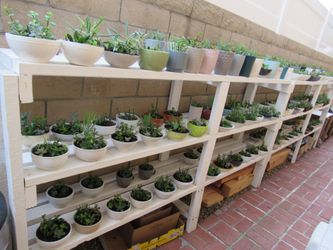 Many Succulents ( Read Description)