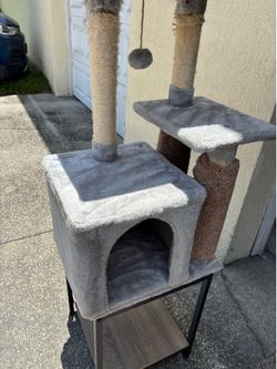 clean cat gym