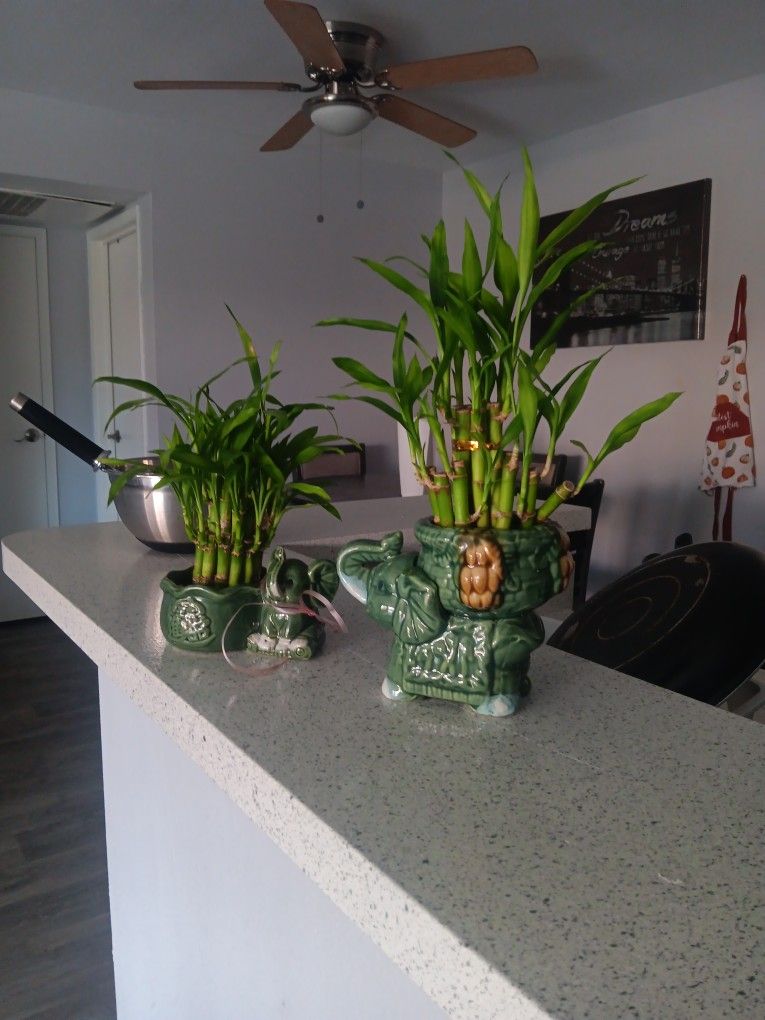 Lucky Home Grown Bamboo Plants In Cultural Vases.