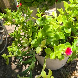 Red Aptenias,