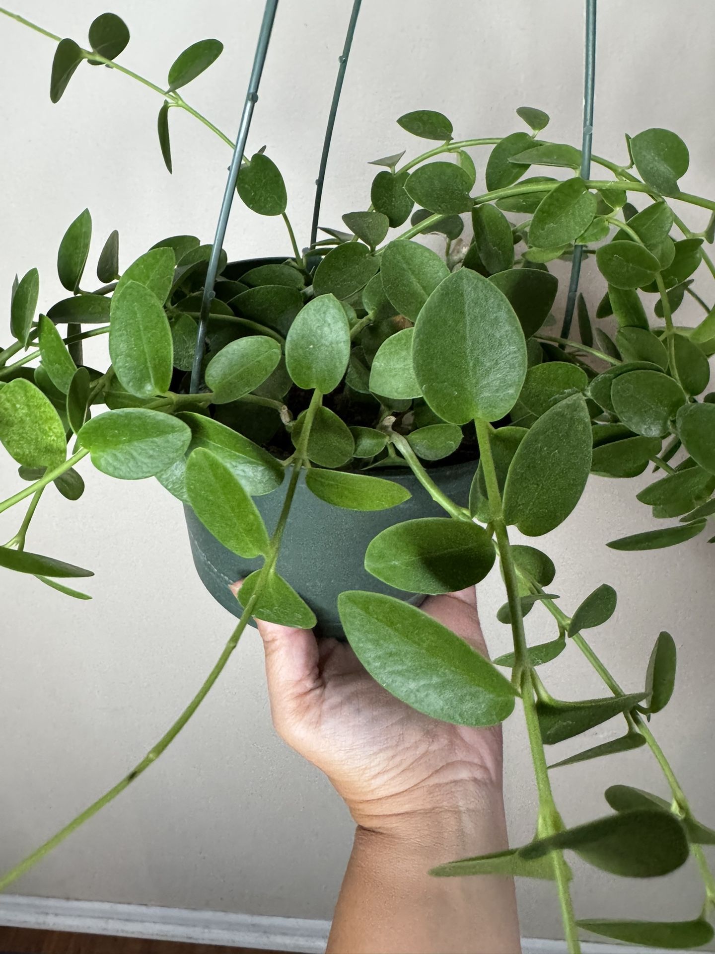 Hoya Cumingiana live tropical plant 6inch pot