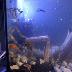 Male And Female Guppies