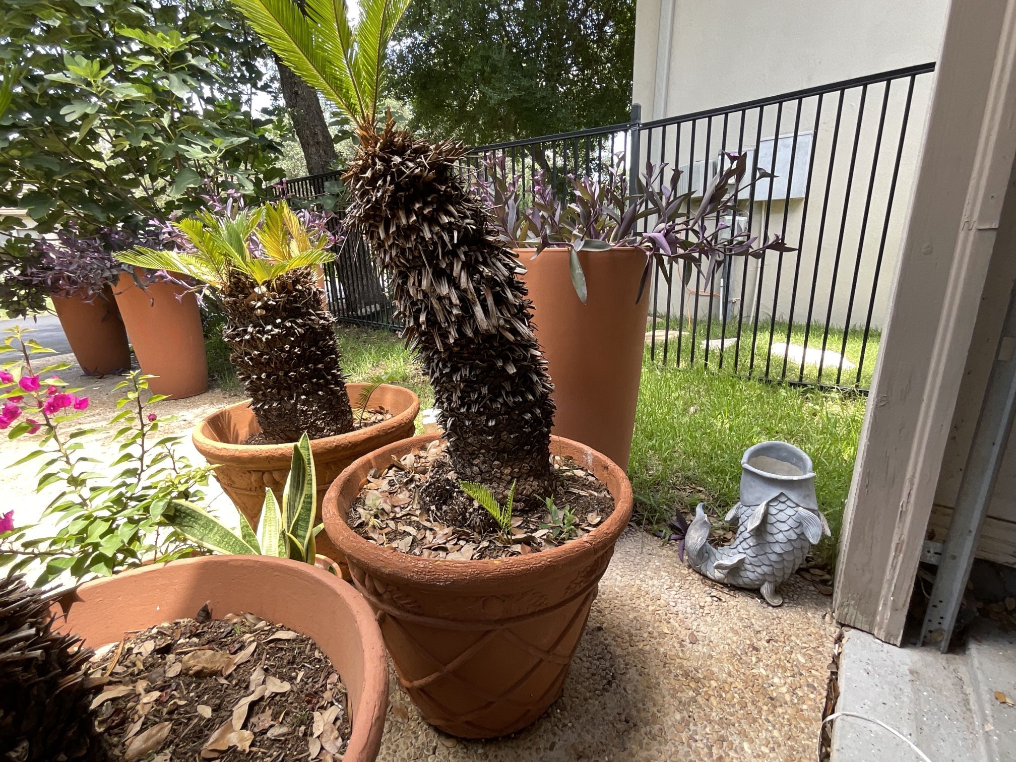 SAGO PALM LARGE WHIT POT 24 H 12 D NOT TERRACOTA PIC UP DOMINION 78257