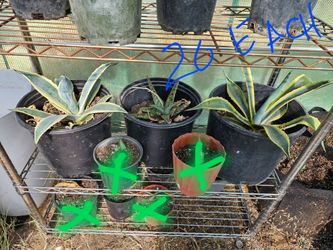 Plants