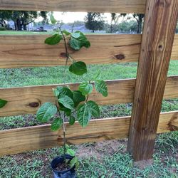 Purple Passion Fruit Plant (3-4 Ft Tall) 1 Galon Pot