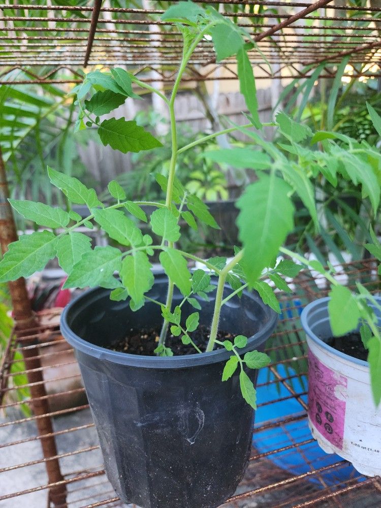 3 Everglades Tomato Plants