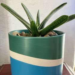 Ceramic Pot haworthia