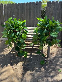 Jade Pothos