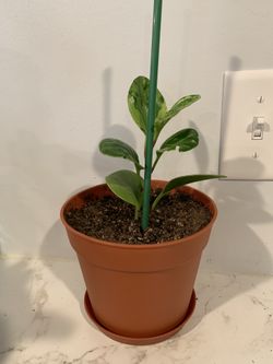  House Plant Marble Peperomia