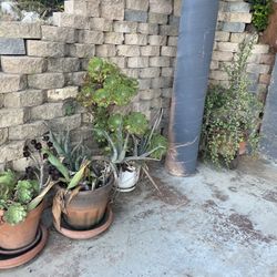 Large Potted Succulents