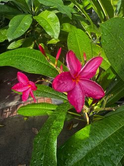 Pink Plumeria