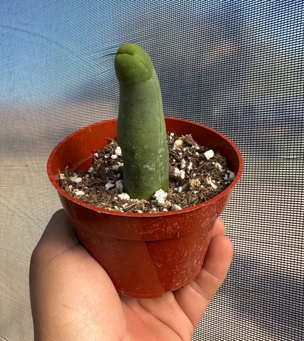 Exotic Penis Cactus (Trichocereus Bridgesii Monstrose) 🪴🌵
