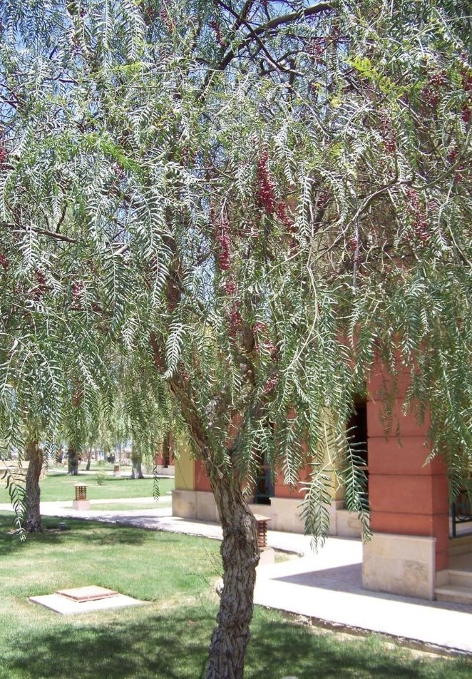 California Pepper Tree for Sale in Tulare, CA OfferUp