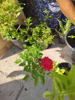 Rosa