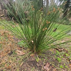  Soft Rush Plant